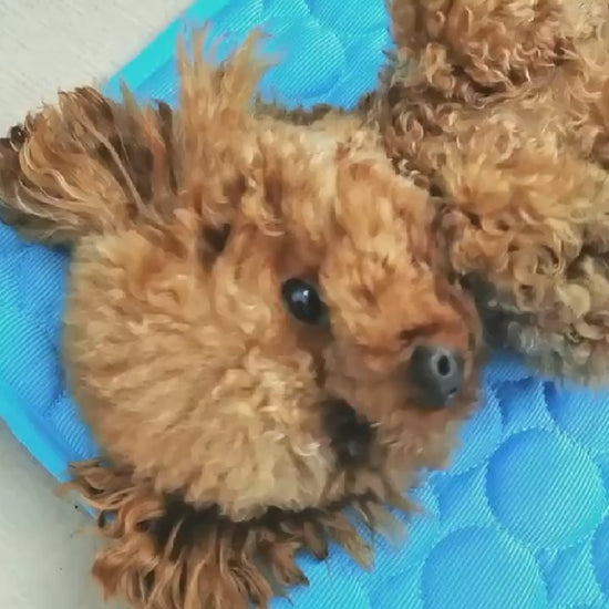{{Tapis rafraîchissant pour chiens et chats}} – Produit tendance La Petite Trend.