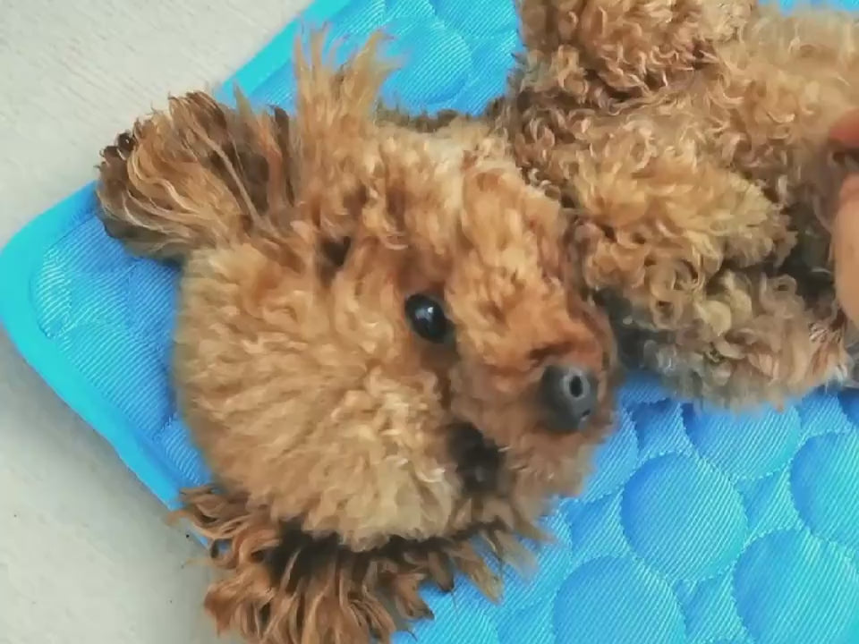 {{Tapis rafraîchissant pour chiens et chats}} – Produit tendance La Petite Trend.